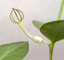 Image result for Ceropegia conrathii