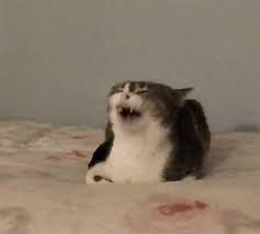 Pin By Victoria Rojas On Inspiration Cute Memes Funny Animal Memes Animal Memes