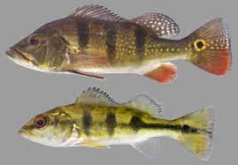 Maybe you would like to learn more about one of these? Butterfly Peacock Bass Discover Fishes
