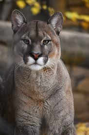Quite An Interesting Animal The Puma I Thought It Was A Large Cat When I First Saw It But It S Not It Doesn Cute Wild Animals Wild Cats Interesting Animals