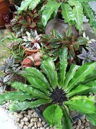 Konnat tolerates coastal, salty conditions. Low Maintenance Outdoor Plants That Are Good For Beginners