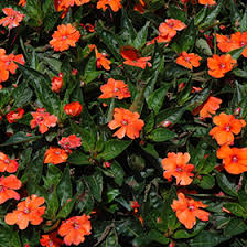 We did not find results for: Sun Harmony Orange New Guinea Impatiens Impatiens Sun Harmony Orange In Selma North Carolina Nc At Dewayne S