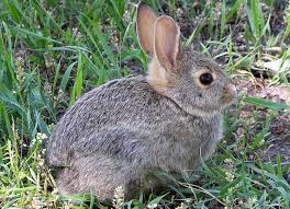 Rabbit insurance ensures that you as a good pet owner don't have to spend much for your rabbit whenever you want to take them for a routine checkup or any need that seems to arise, maybe due to an emergency or something else that requires veterinary attention. Discover The Average Cost To Buy And Keep A Rabbit In The Uk