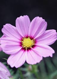 Bilder einreichen können sie allerdings. Einjahrige Sommerblumen Vorziehen Freudengarten