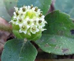 Image result for Acanthospermum australe