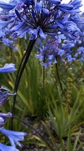We did not find results for: 4 Causes Of Agapanthus Leaves Turning Yellow Artofit