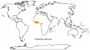 Image result for Oldfieldia