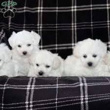 Black Bichon Frise Puppy For Sale Janae Bichon Frise Puppy For Sale In Pennsylvania Bichon Frise Puppies For Sale Puppies