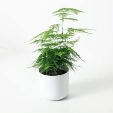 Image result for Asparagus pendulus