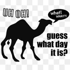 #camel #commercial #geico #happier than. Hump Day Png Free Download Cat Background Hump Day Cat