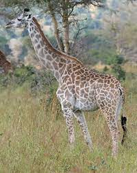 A camel can go a week or more without water, and they can last for several months without food. Giraffe Wikipedia