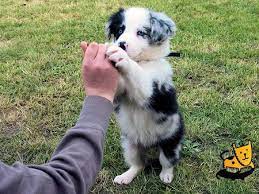 Newest Screen Border Collies Filhote Popular Border Collie Puppies Blue Merle Border Collie Collie Puppies