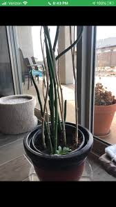 Check spelling or type a new query. Lady Slipper Was Left Out In A Freeze In November How Can I Help It Succulents