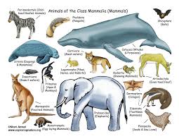 Learn these mammals pictures with names to enhance your vocabulary words about animals in english. All About Mammals Lecture