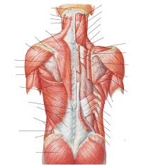 Learn vocabulary, terms and more with flashcards, games and other study tools. Superficial Back Muscle Netters Diagram Quizlet