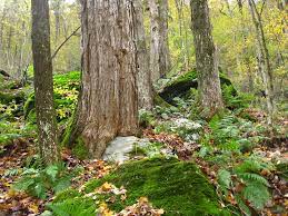Situated in the mountains, this hotel is 0.8 mi (1.3 km) from savoy mountain state forest and 2.9 mi (4.7 km) from mohawk trail state forest. Mohawk Trail State Forest Old Growth Forest Network