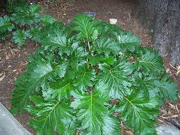 Image result for Acanthus mayaccanus