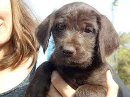 German shorthaired pointer puppies for sale and dogs for adoption in florida, fl. View Ad German Shorthaired Pointer Poodle Standard Mix Litter Of Puppies For Sale Near Florida Sarasota Usa Adn 22126