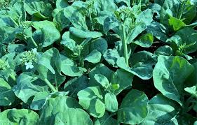 Sayur Kailan: Saudara Brokoli dengan ...