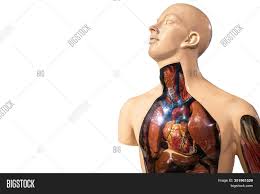 The stomach is the most dilated part of the digestive tube, and is situated between the end of the esophagus and the beginning of the small intestine. Natomy Male Body Chest Image Photo Free Trial Bigstock