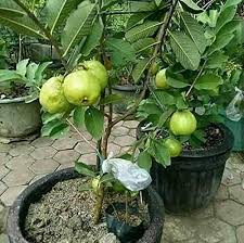 The pulp is smooth, sweet, and extremely aromatic. Guava Live Plant For Home And Garden Bonsai Plants Nursery