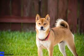 If you want one of these pups, one of your first questions may be, what is the shiba inu price? Akita Inu Dog