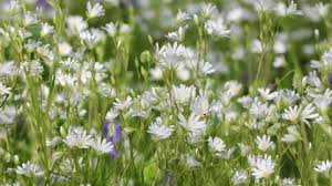 We did not find results for: Greater Stitchwort The Wildlife Trusts