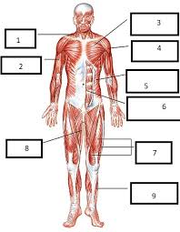 Serrare = to saw, referring to the shape, anterior = on the front side of the body) is a muscle that originates on the surface of the 1st to 8th ribs at the side of the chest and inserts along the entire. Major Muscles Of The Body Front Diagram Quizlet