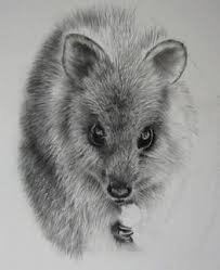 Quokka Drawing Google Search Animal Drawings Quokka Happy Animals