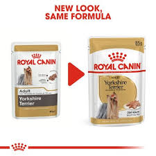 Yorkshire Terrier Yas Royal Canin