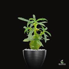 Image result for Dorstenia
