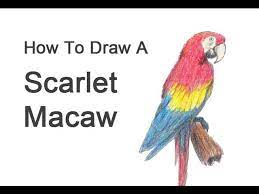 Macaws are in the parrot family. How To Draw A Macaw Scarlet Macaw Youtube