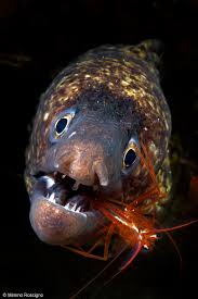 A Shrimp In Moray Eel S Mouth In 2020 Weird Sea Creatures Ocean Animals Sea Creatures