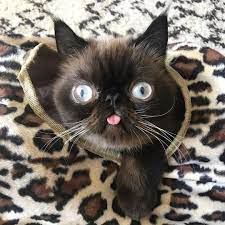 Cat wallpapers, backgrounds, images 1920x1080— best cat desktop wallpaper sort wallpapers by: Just 15 Photos Of A Cat Who Can T Keep His Dang Tongue In His Mouth Tenderly