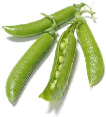 Image result for Pisum sativum