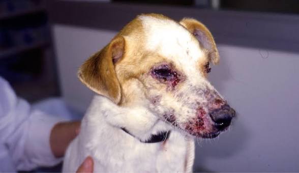 The Veterinary Nurse - Parasite roundup for 2023 - The Veterinary Nurse