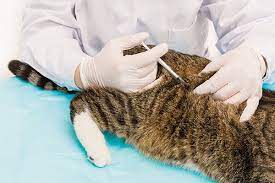 We did not find results for: Injection Site Sarcoma In Cats Symptoms Causes Diagnosis Treatment Recovery Management Cost