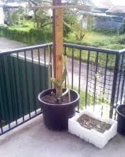Dragon fruit, also known as pitaya, is a vining cactus, so you will need to provide a sturdy support in your container. Forum Growing Dragon Fruit In Pots