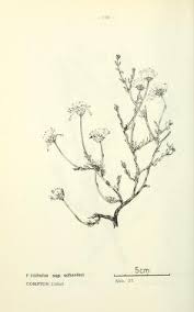 Image result for Hirpicium gracile