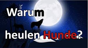 Over 100,000 english translations of german words and phrases. Warum Heulen Hunde Achtunghund