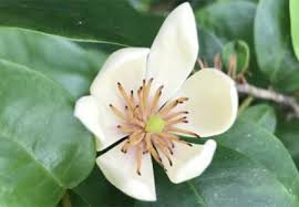Image result for Magnoliaceae