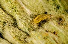 Image result for Onion Thrips