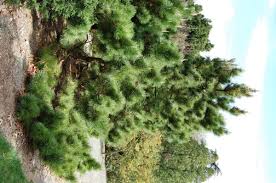 Check spelling or type a new query. Plantfiles Pictures Japanese Black Pine Thunderhead Pinus Thunbergii By Mgarr