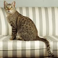 After the acceptance of the cats with marbled coat in this breed, the name was changed into 'australian. Cat Breed Australian Mist Adelaidevet