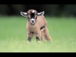 Baby Pygmy Goats Make Me So Happy Baby Goats Pygmy Cute Goats Baby Farm Animals
