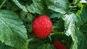 Image result for Rubus rosifolius