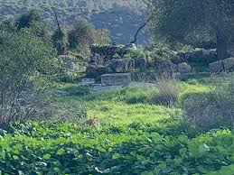 Image result for Haig Green 1929 Dodge