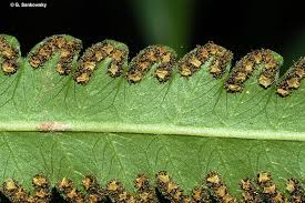 Image result for Amblovenatum