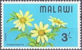 Image result for Bidens pinnatipartita