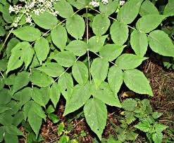 Image result for Araliaceae